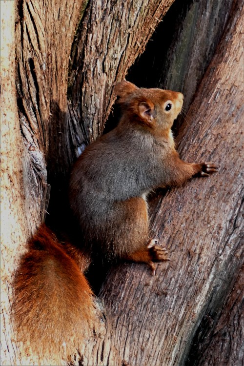 Sciurus_vulgaris (11).JPG