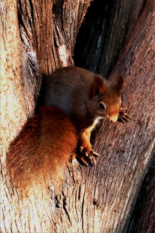 Sciurus_vulgaris (12).JPG