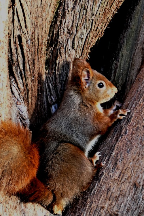 Sciurus_vulgaris (13).JPG