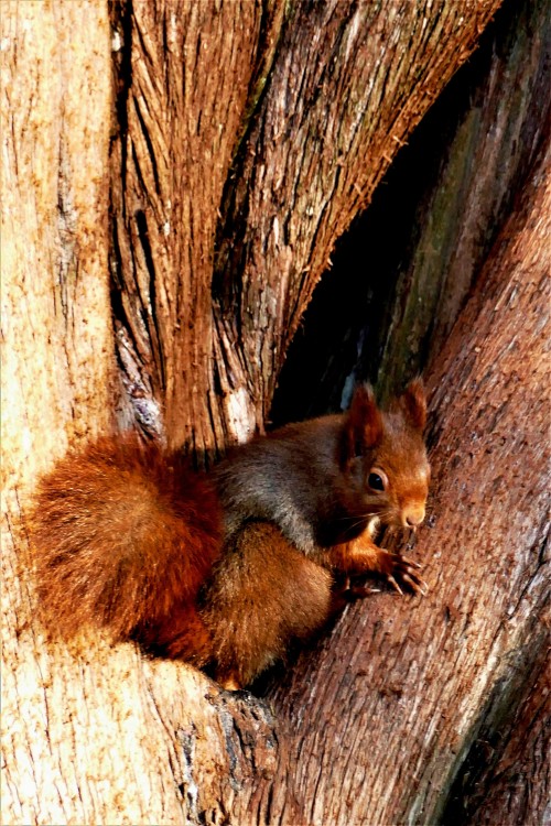 Sciurus_vulgaris (3).JPG