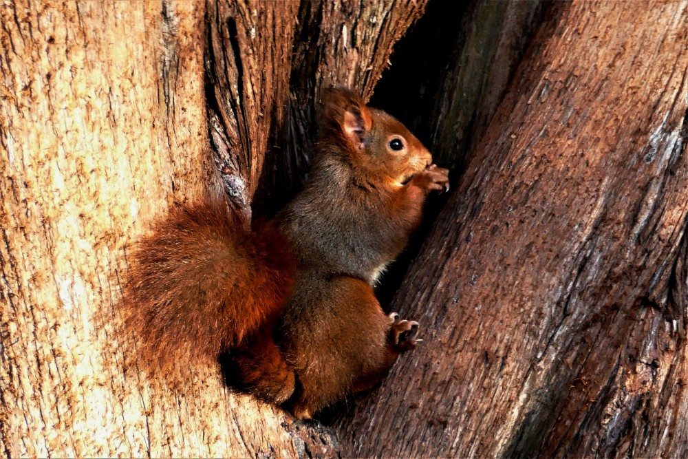 Sciurus_vulgaris (4).JPG