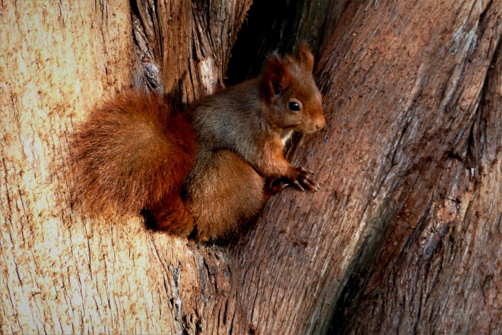 Sciurus_vulgaris (5).JPG