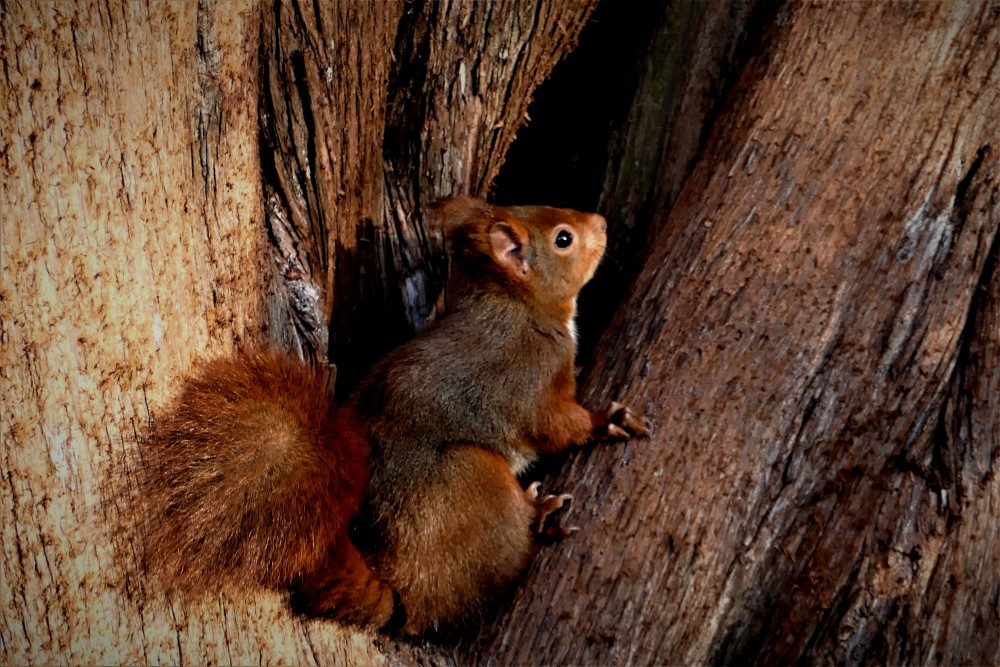 Sciurus_vulgaris (6).JPG