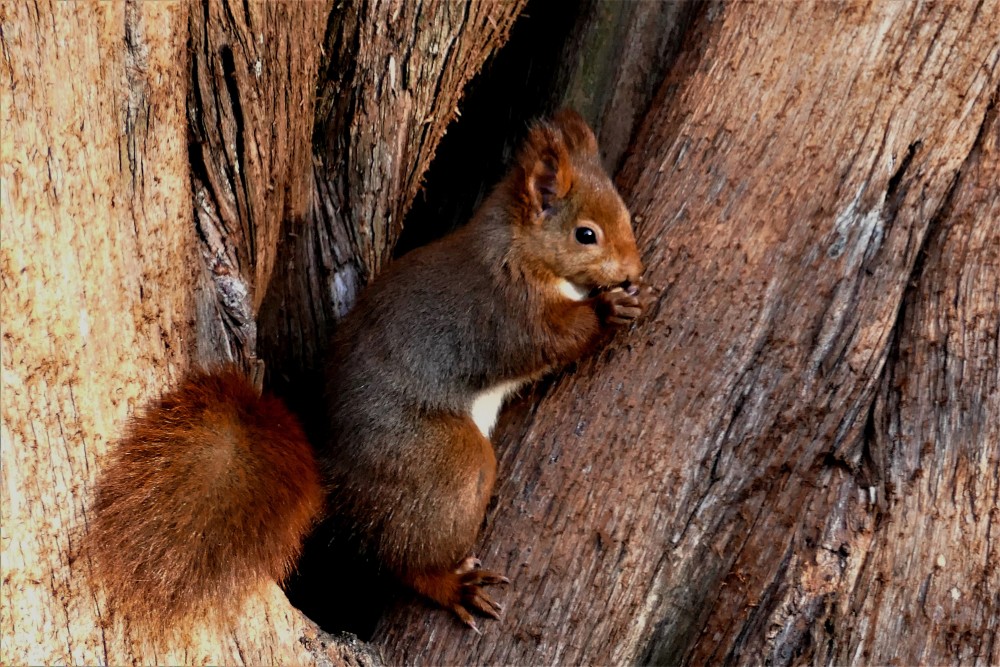 Sciurus_vulgaris (7).JPG