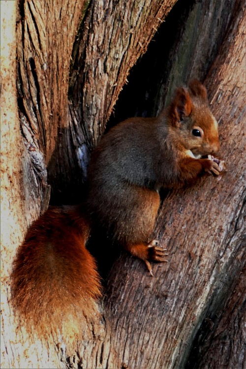 Sciurus_vulgaris (9).JPG