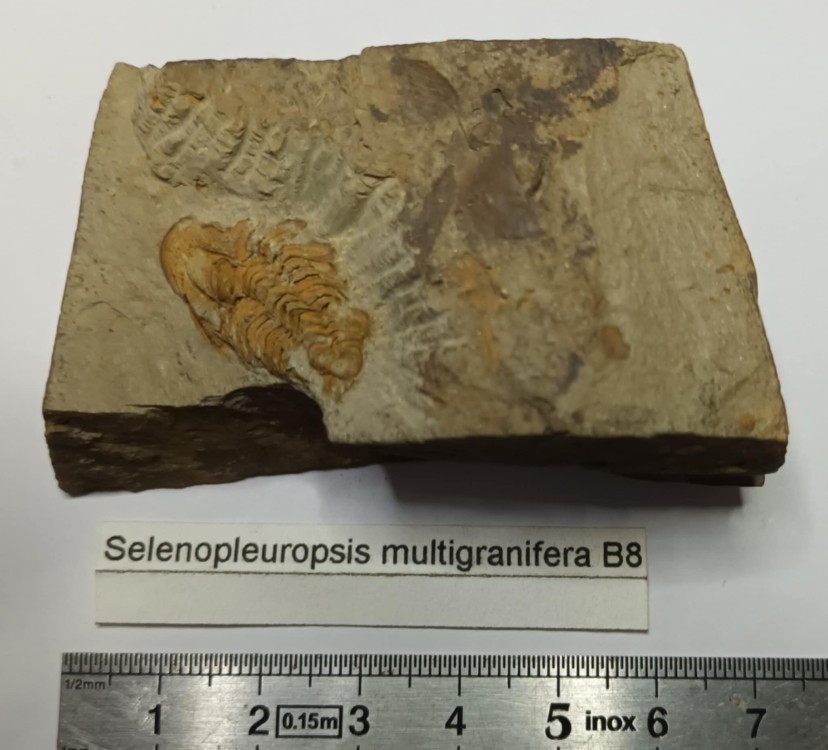 Selenopleuropsis multigranifera.jpg