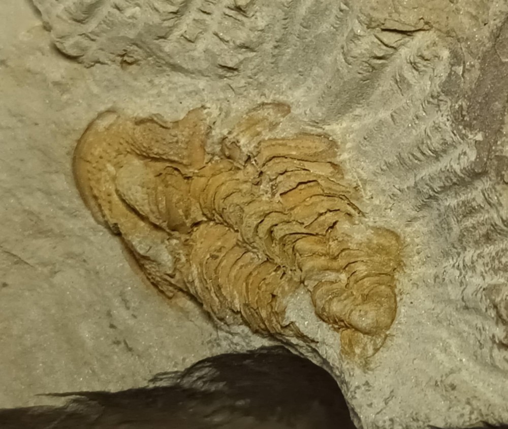 Selenopleuropsis multigranifera 1.jpg