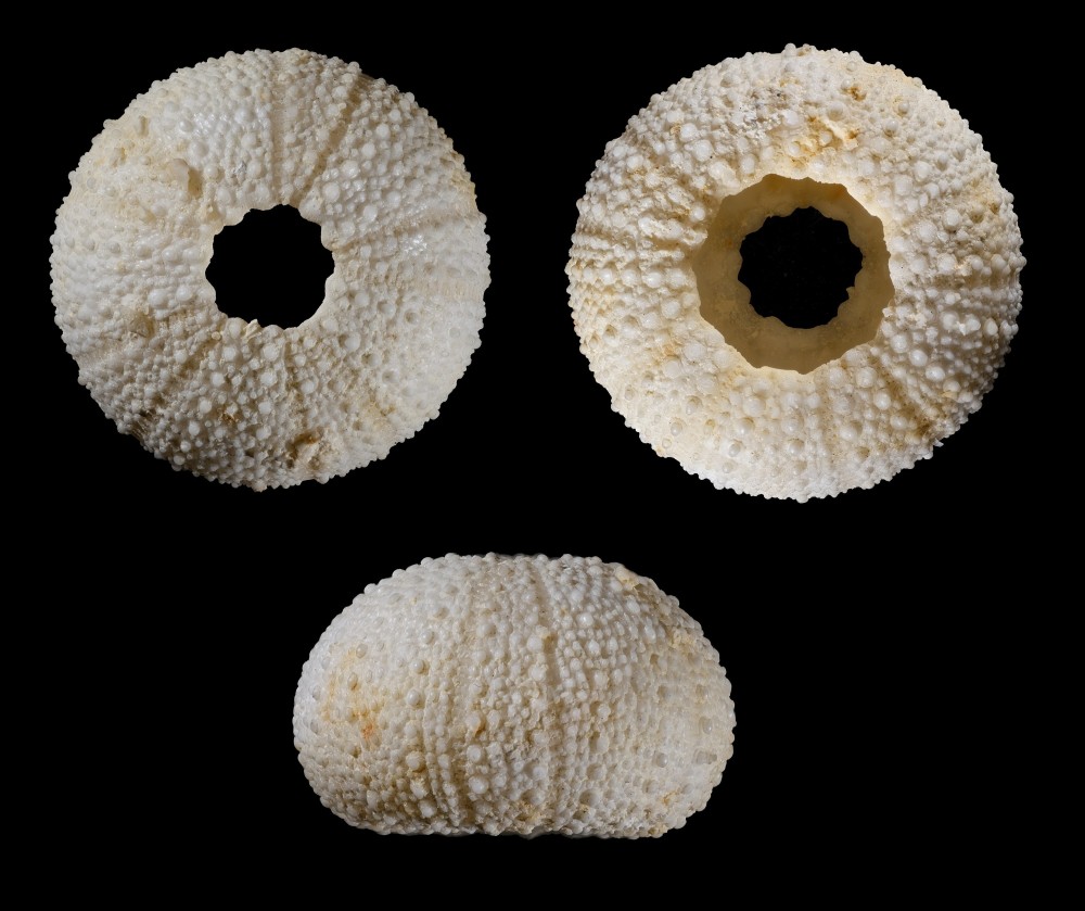 Serravallien-Noyant-la-Plaine-Arbacinamonilis-Diam12mm.thumb.jpg.919b2c78c1f7b73453aae0571ac8cb30.jpg