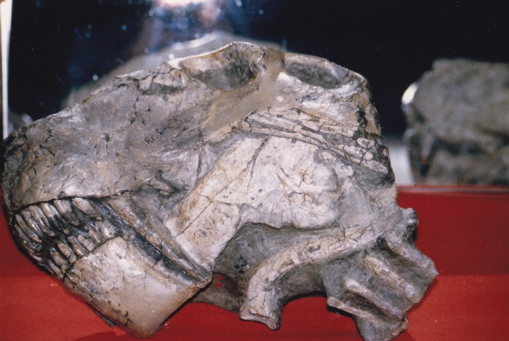 Smilesaurus ferox.jpg