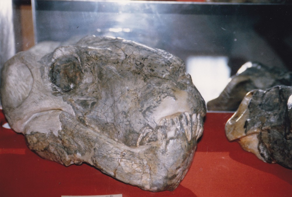 Smilesaurus maccabei.jpg