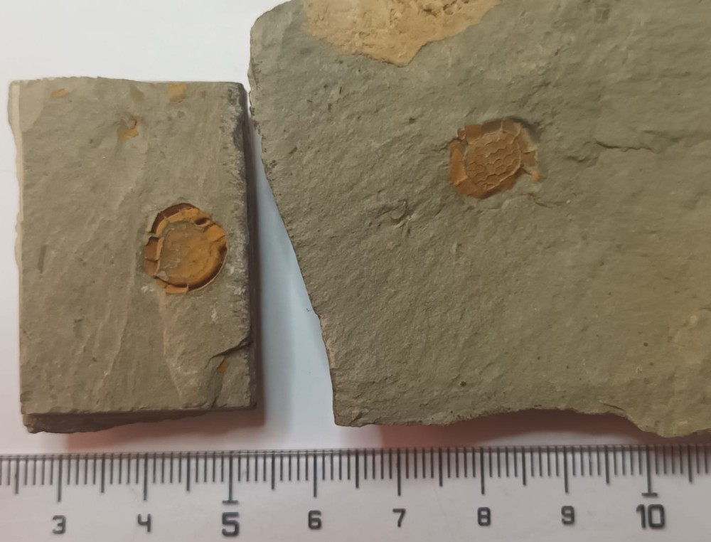 Sucocystis theronensis.jpg