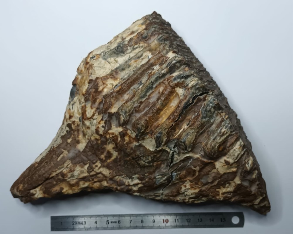 WhatsApp Image 2026-01-30 at 08.23.54 (1).jpeg