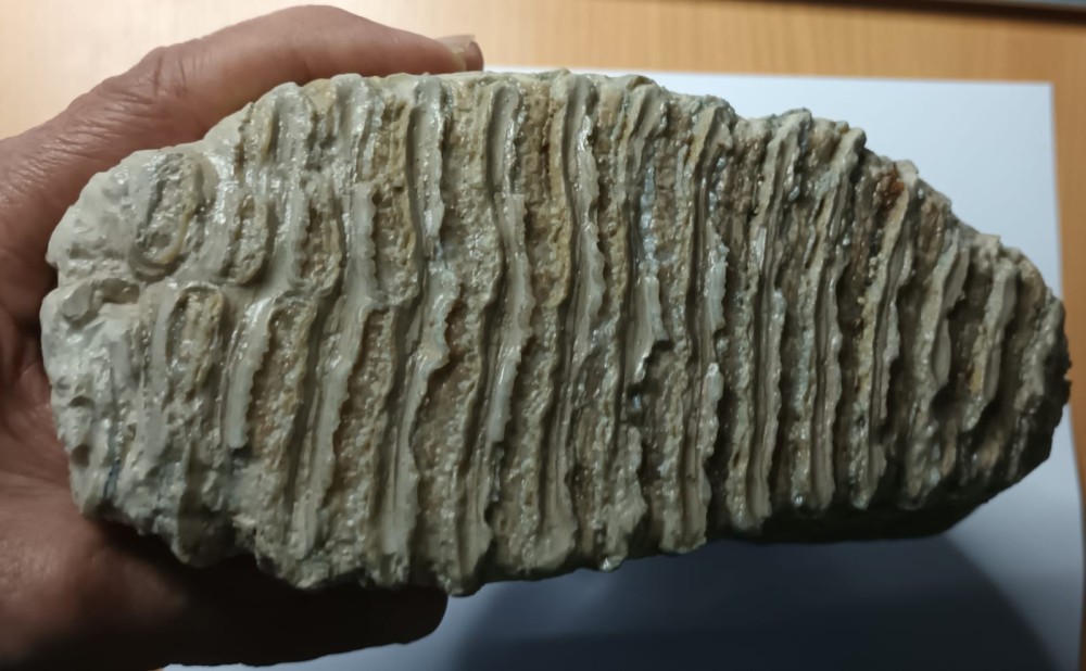 WhatsApp Image 2026-01-30 at 08.23.52.jpeg