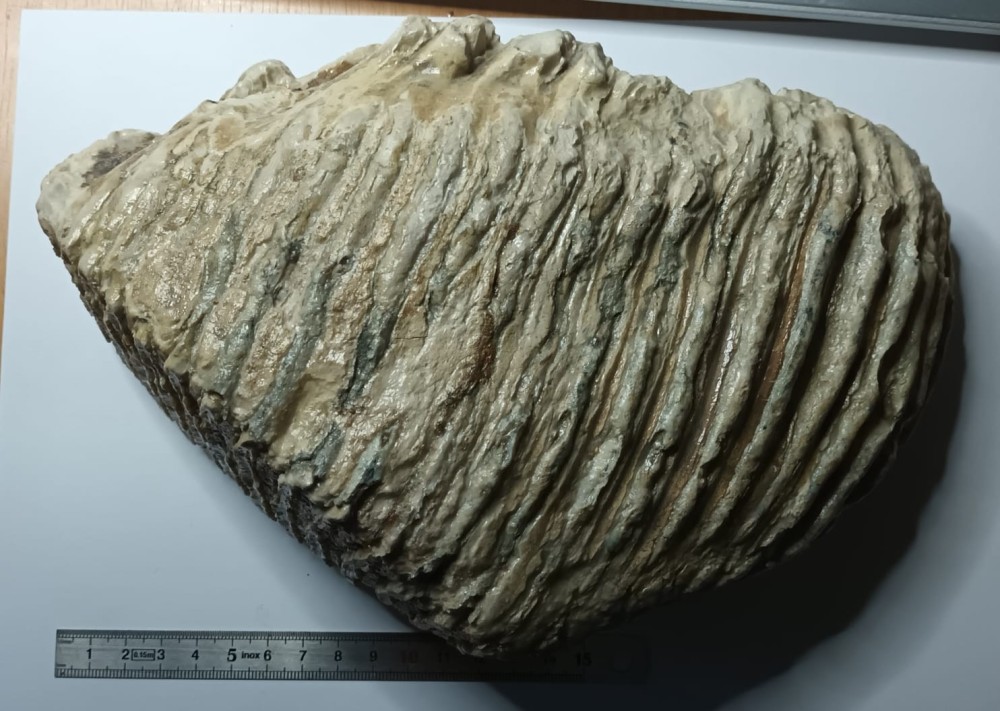 WhatsApp Image 2026-01-30 at 08.23.53.jpeg