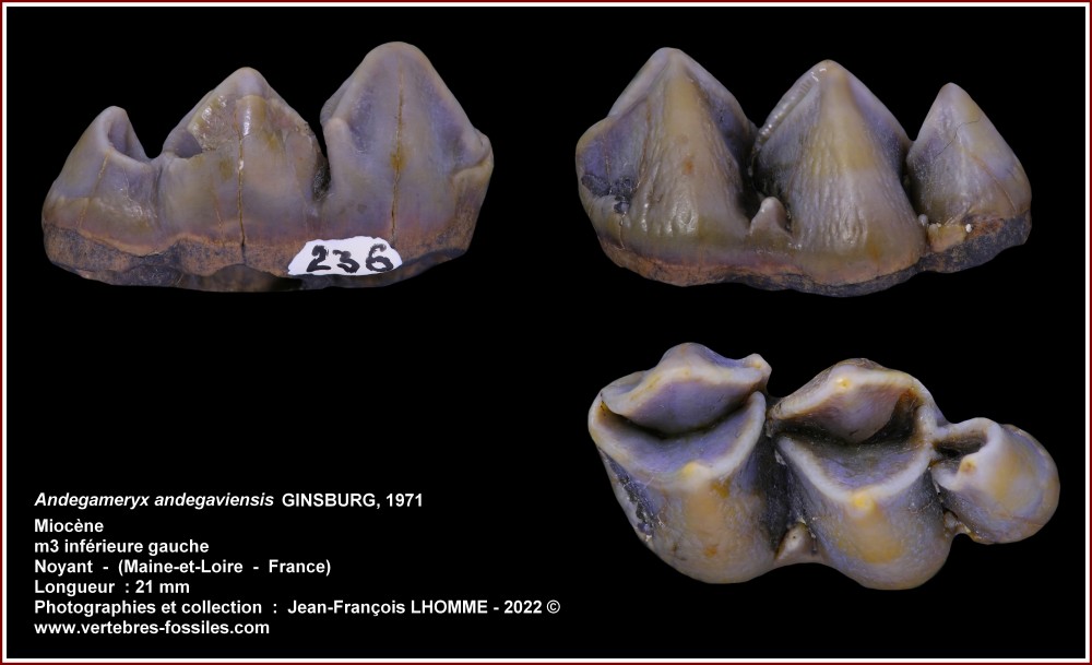 pl_andegameryx_andegaviense_m3_inf_gauche.jpg