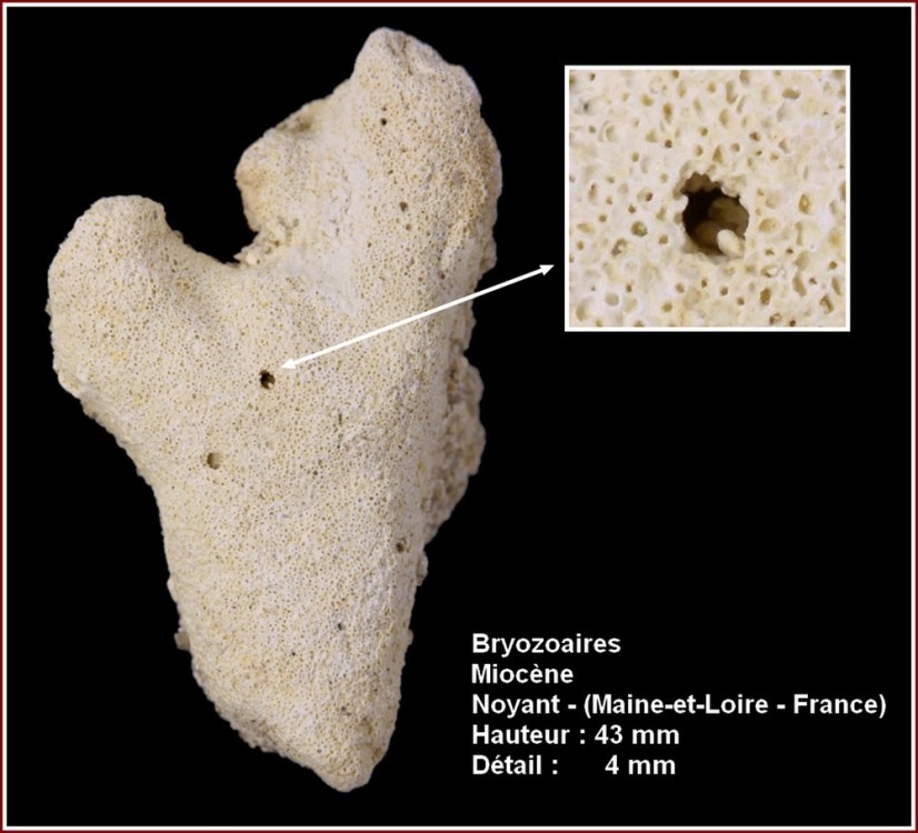 pl_bryozoaires_noyant12.jpg