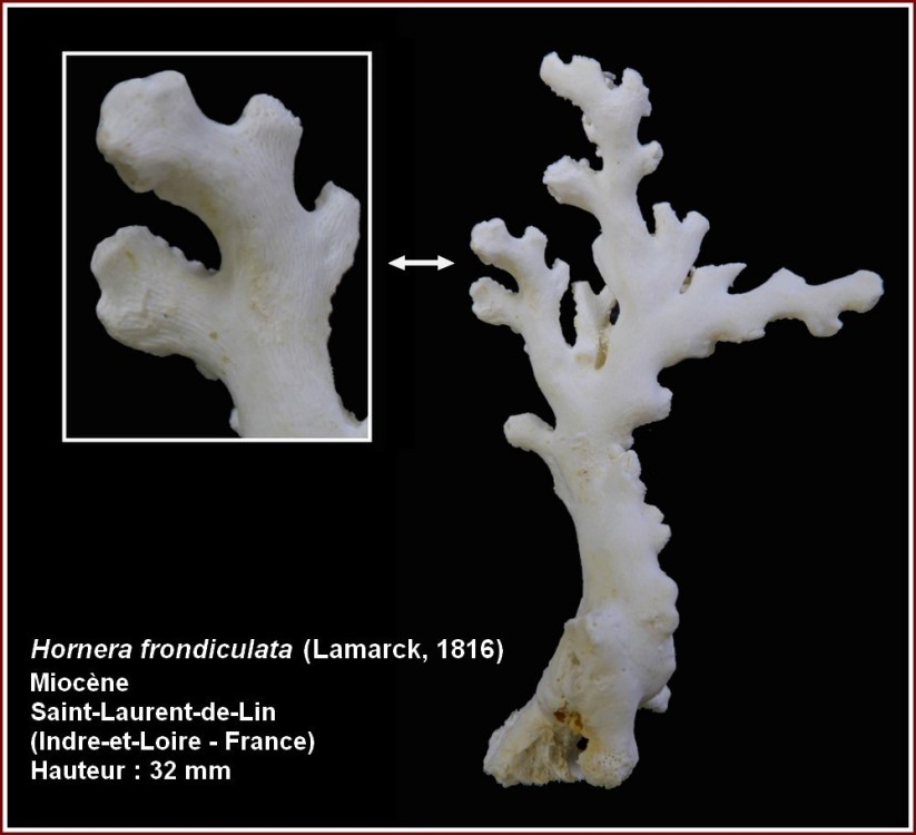 pl_bryozoaires_sdl4.jpg