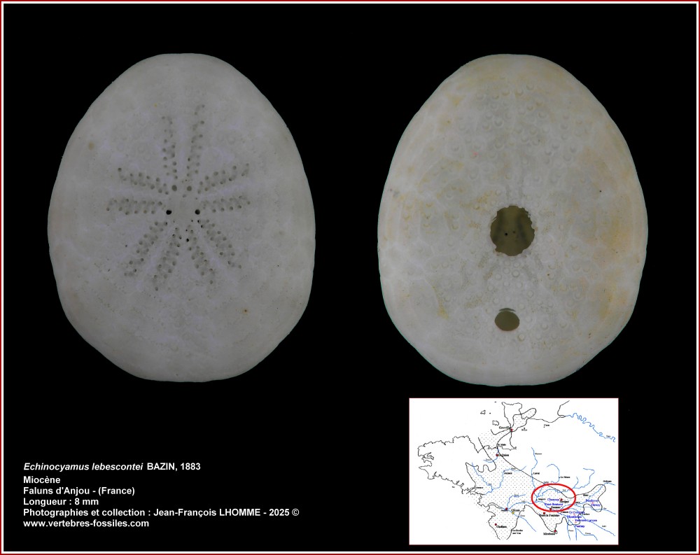 pl_echinocyamus_lebescontei_bosma.jpg