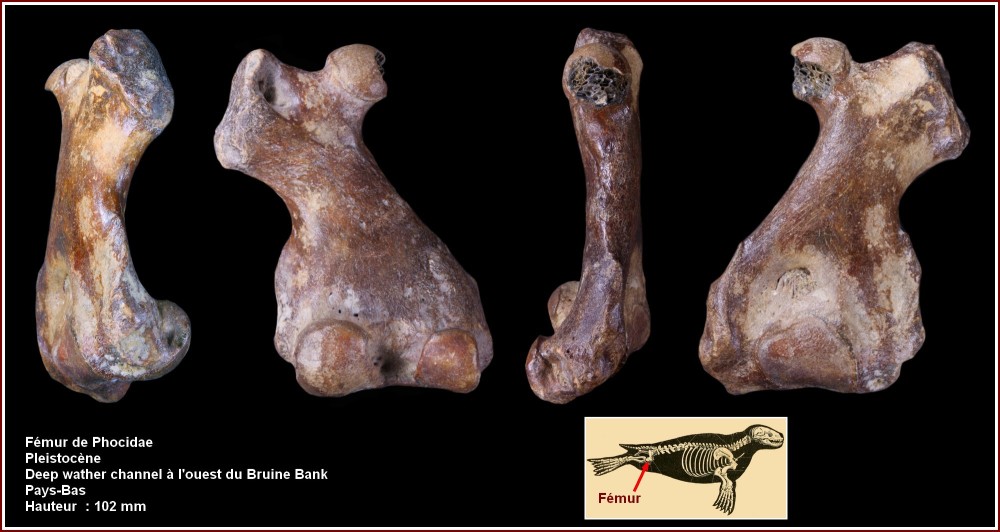 pl_femur_phoque_merdunord.jpg