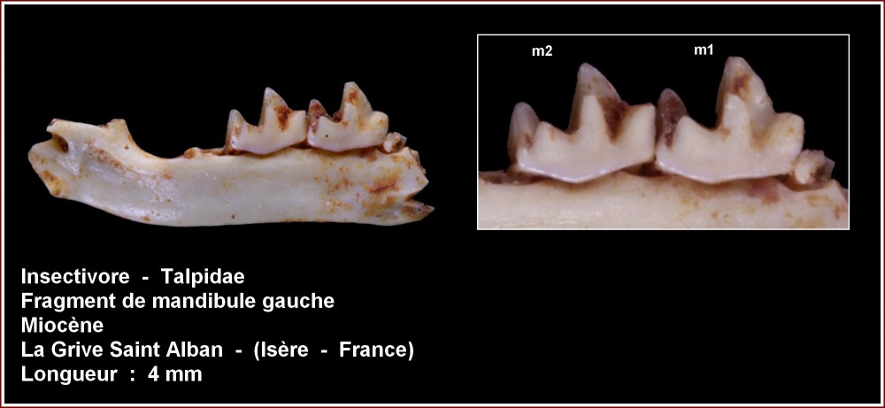pl_mandibule_talpidae3.jpg