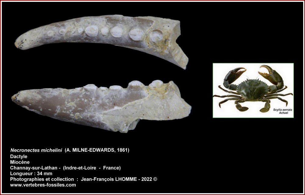 pl_necronectes_michelini_miocene.jpg