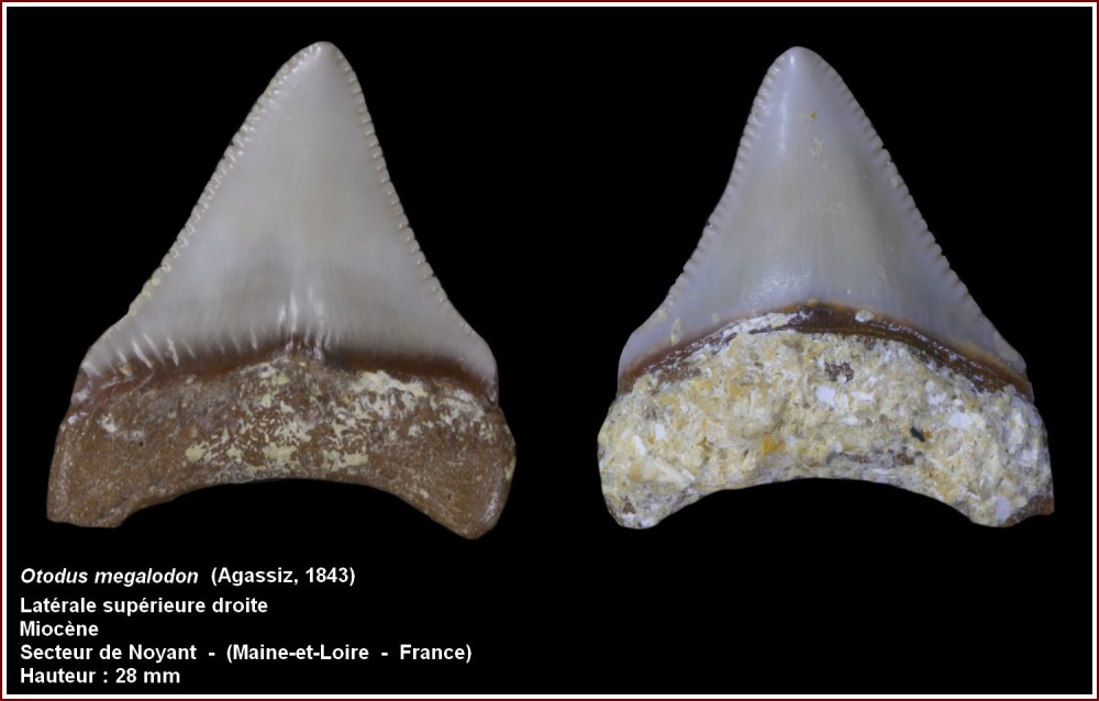 pl_otodus_megalodon_touraine.jpg