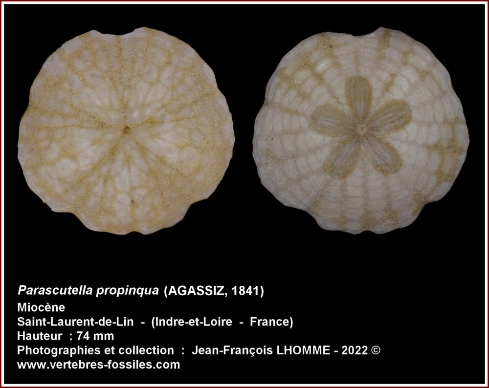 pl_parascutella_propinqua_sdl.jpg