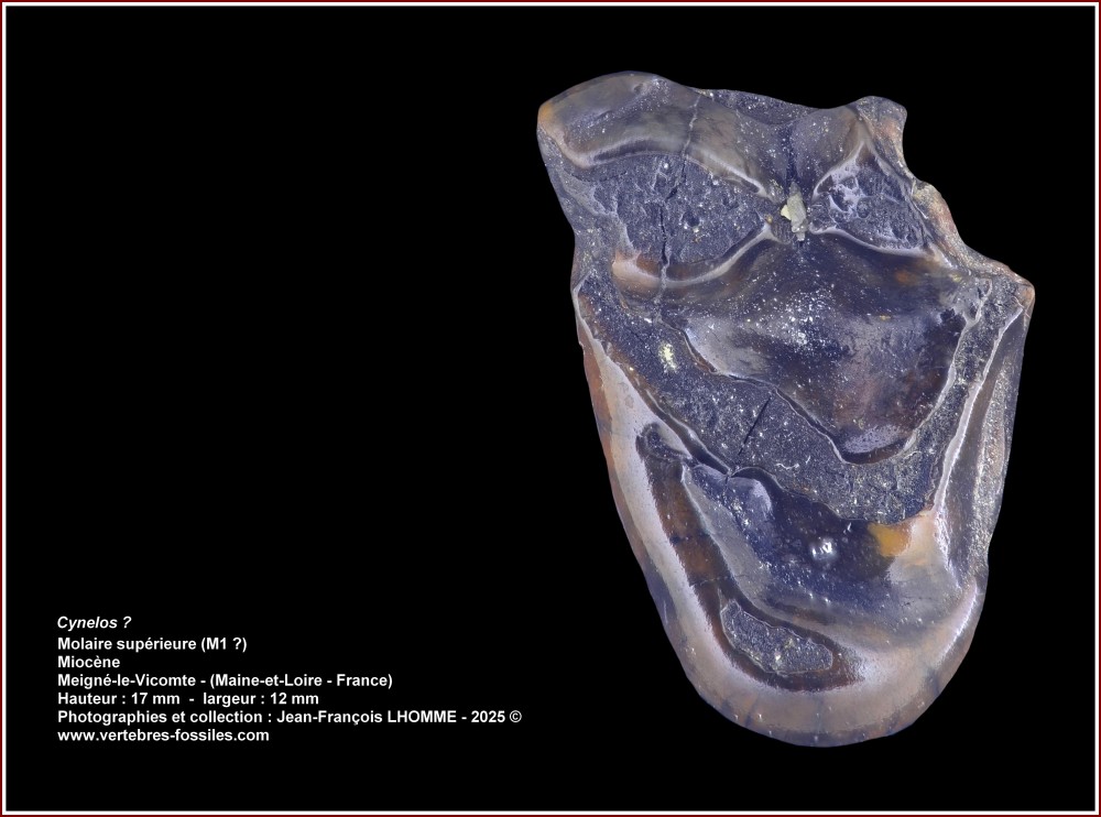 pl_possible_cynelos_meigne.jpg