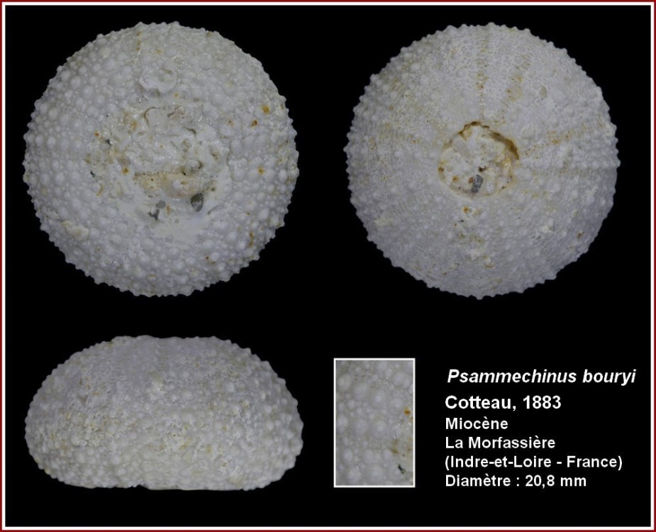 pl_psammechinus_bouryi.jpg