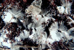 Aluminohydrocalcite 5.jpg