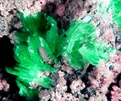 Chalcophyllite 1.jpg