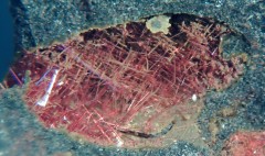 Chalcotrichite 4.jpg