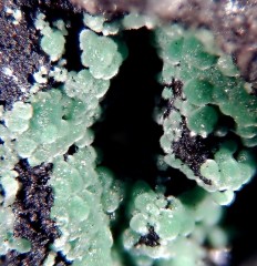 Conichalcite 1.jpg