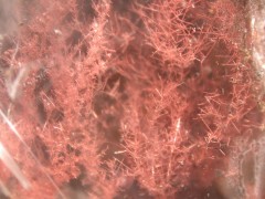 Cuivre natif dans gypse.jpg