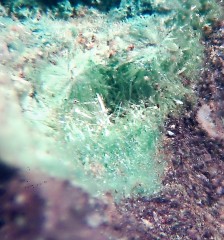 Cuprosklodowskite 5.jpg