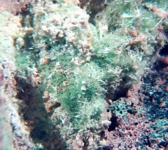 Cuprosklodowskite 7.jpg