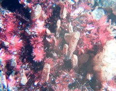 Erythrite 1.jpg