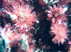 Erythrite 2.jpg