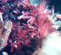 Erythrite 3.jpg