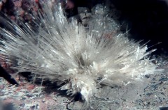 Klebelsbergite 1.jpg