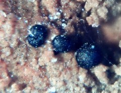 Natrodufrénite 3.jpg