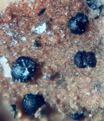 Natrodufrénite 4.jpg