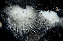 Picropharmacolite 2.jpg