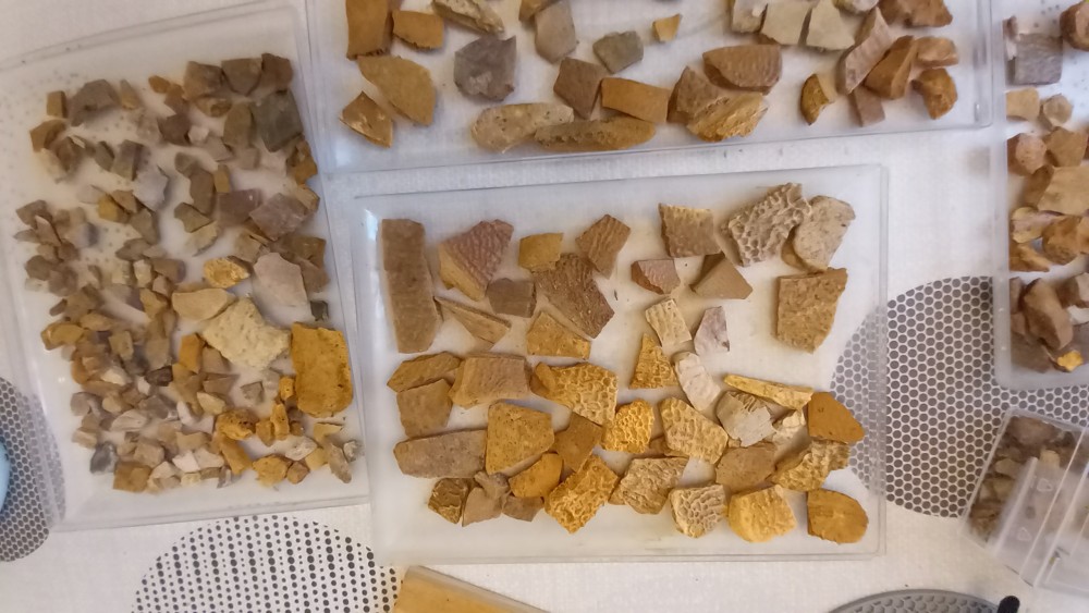 tortue_fossoy (5).jpg