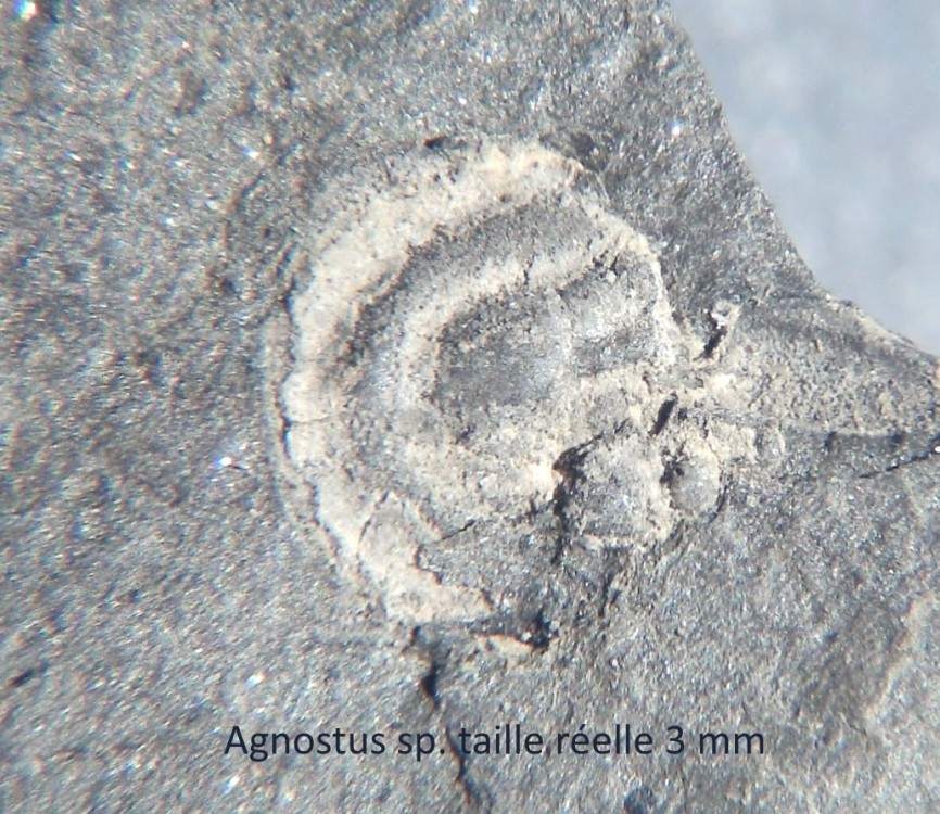 Agnostus sp. 2.jpg