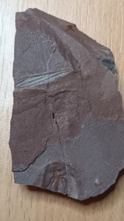 Aile d'insecte et triops.jpg