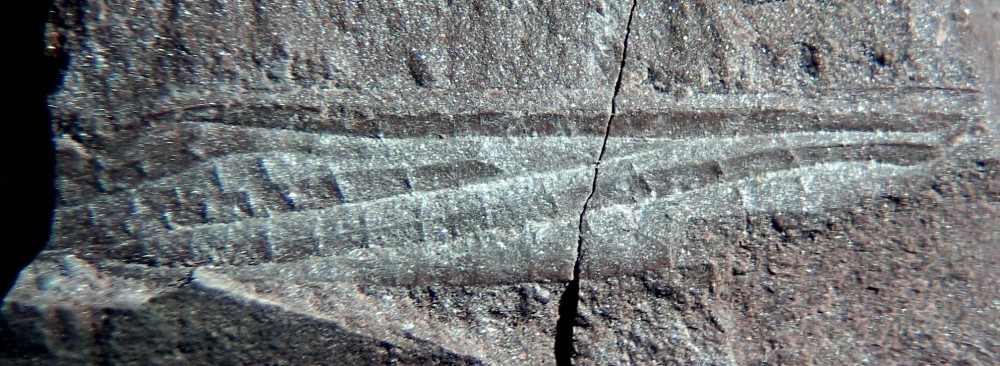 Aile d'insecte indet. (3).jpg