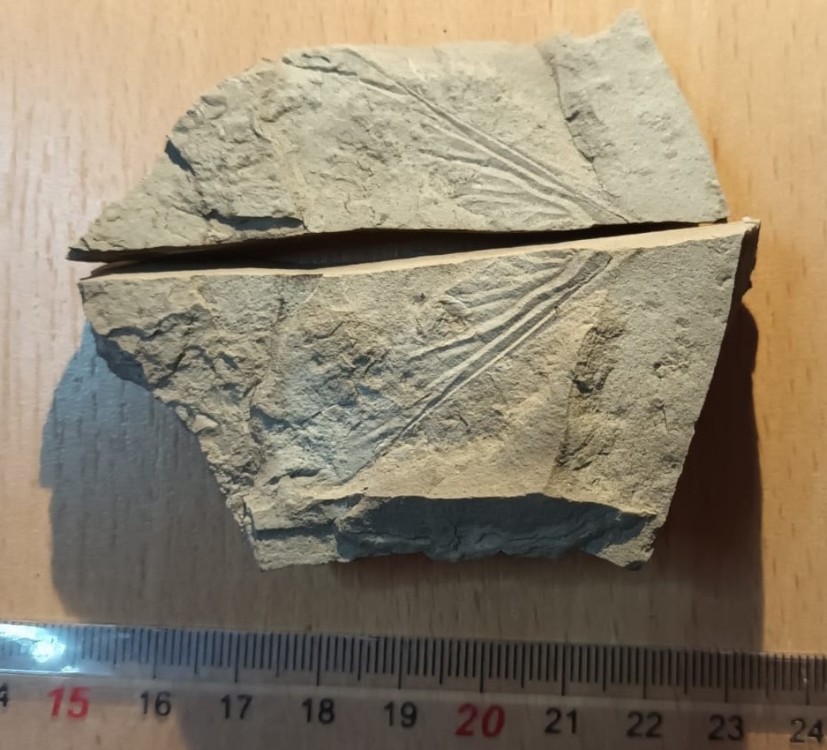 Aile d'insecte indet. empreinte et contre empreinte.jpg