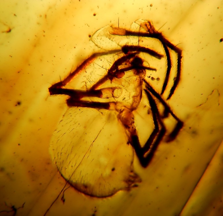 Arachnide indet.jpg