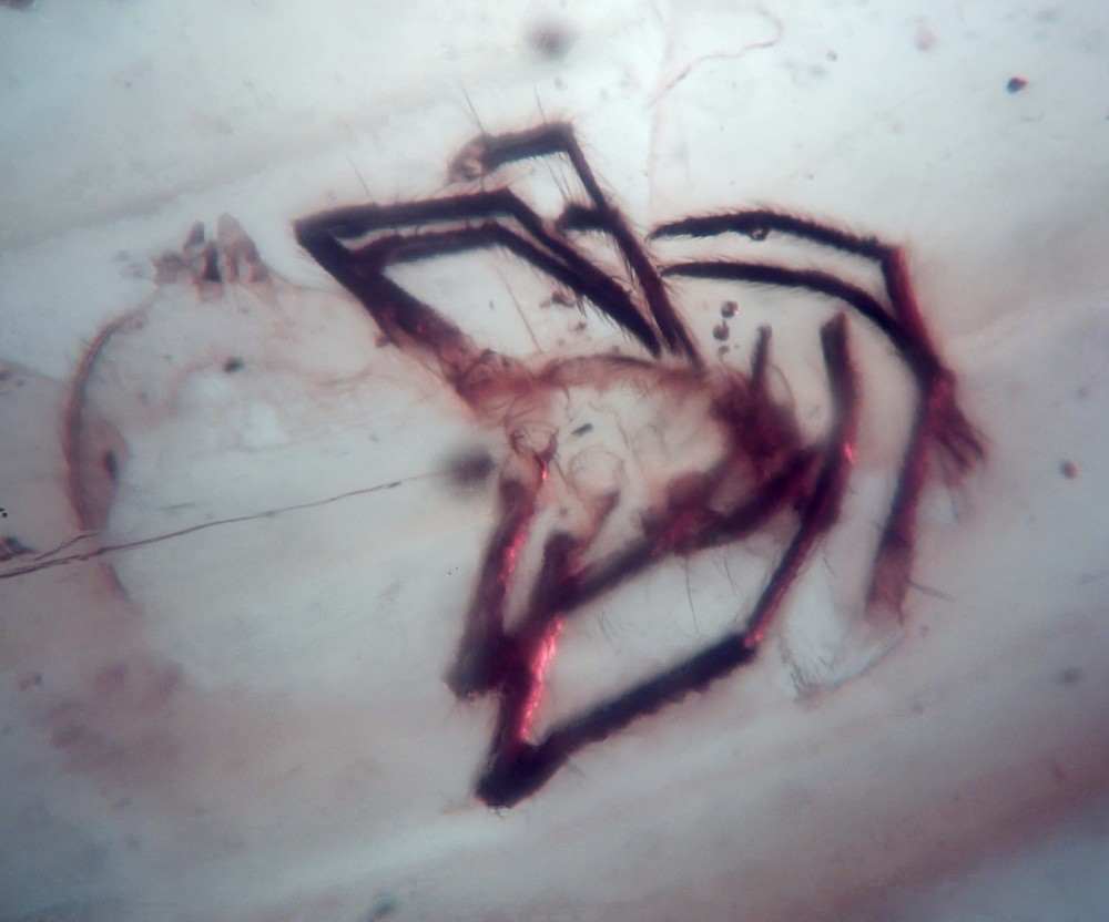 Arachnide indet 1.jpg